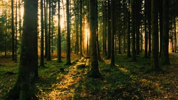 Prestação de Serviço de Conservação Ambiental no Brasil - Crédito da Foto: Pexels / Dzenina Lukac